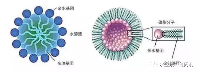 表面活性劑對(duì)污水處理效果的影響與機(jī)理 新聞資訊 第1張